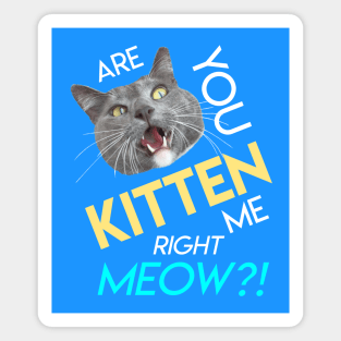 Are You Kitten Me Right Meow? Magnet